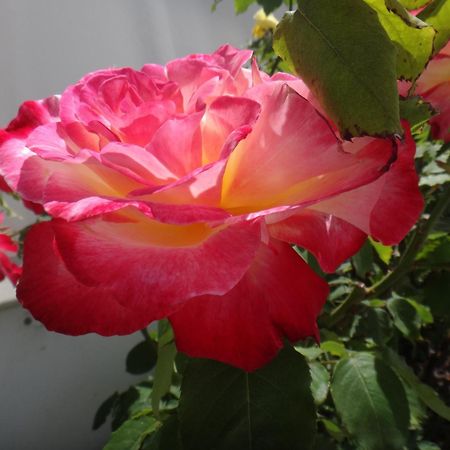Iliopoulou Studios Pollonia Dış mekan fotoğraf